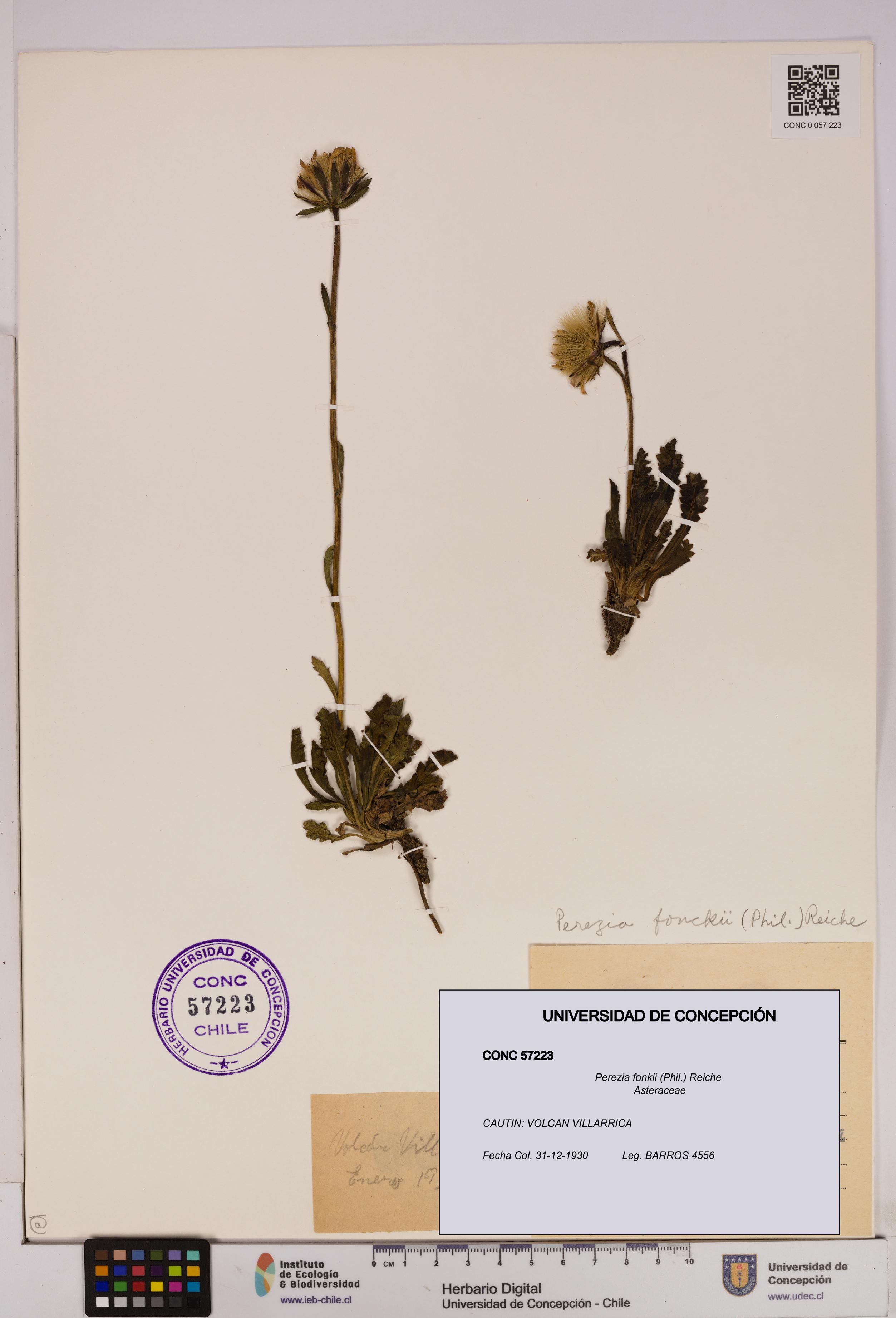 Perezia fonkii [Espécimen: UDEC:CONC:0057223]