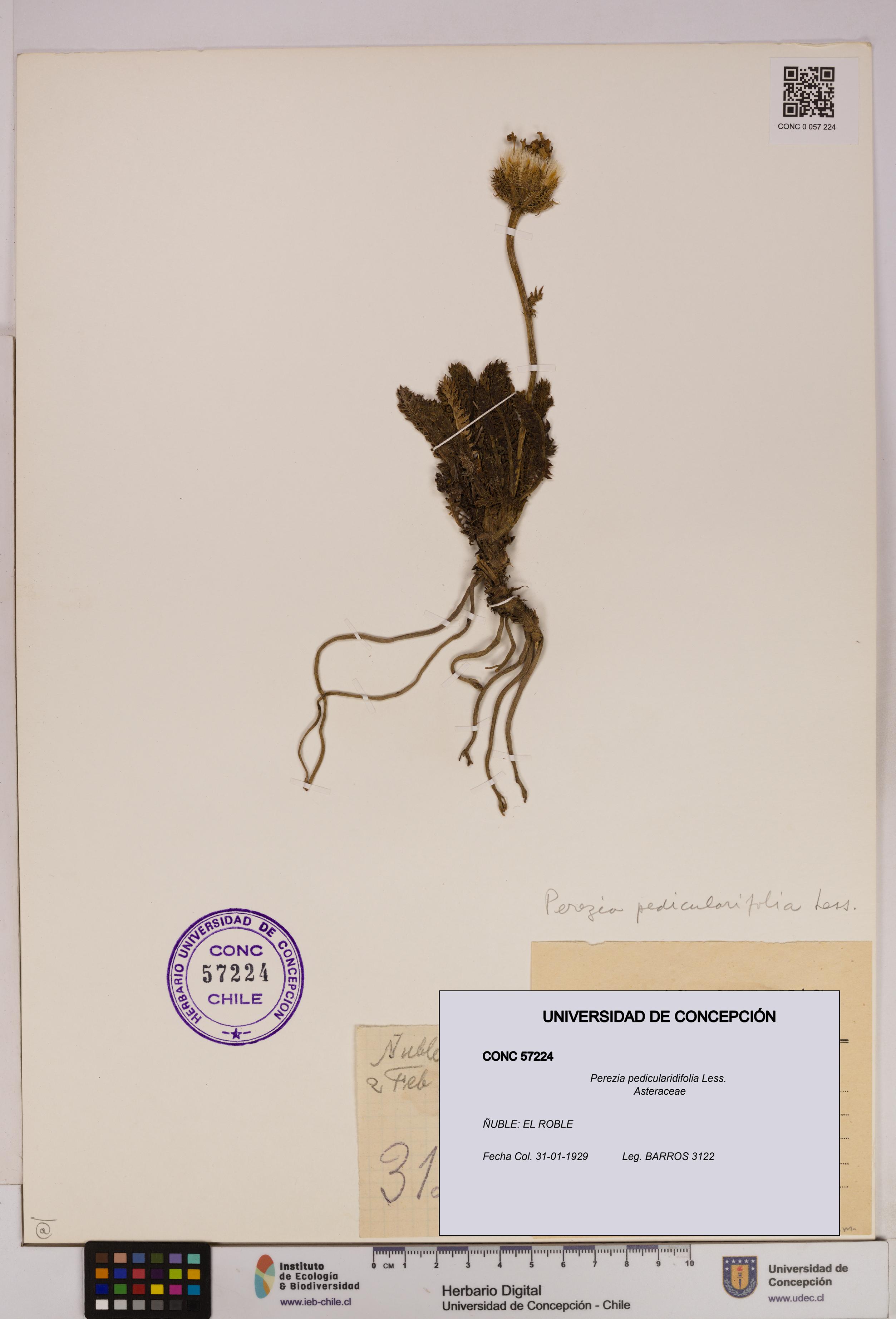 Perezia pedicularidifolia [Espécimen: UDEC:CONC:0057224]