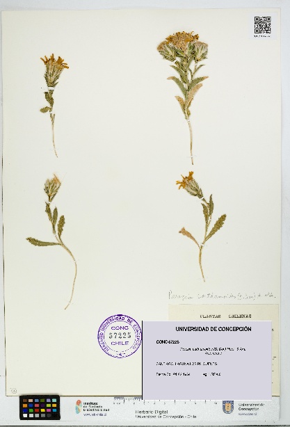Perezia carthamoides [Espécimen: UDEC:CONC:0057225]