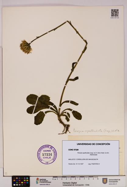 Perezia spathulata [Espécimen: UDEC:CONC:0057226]