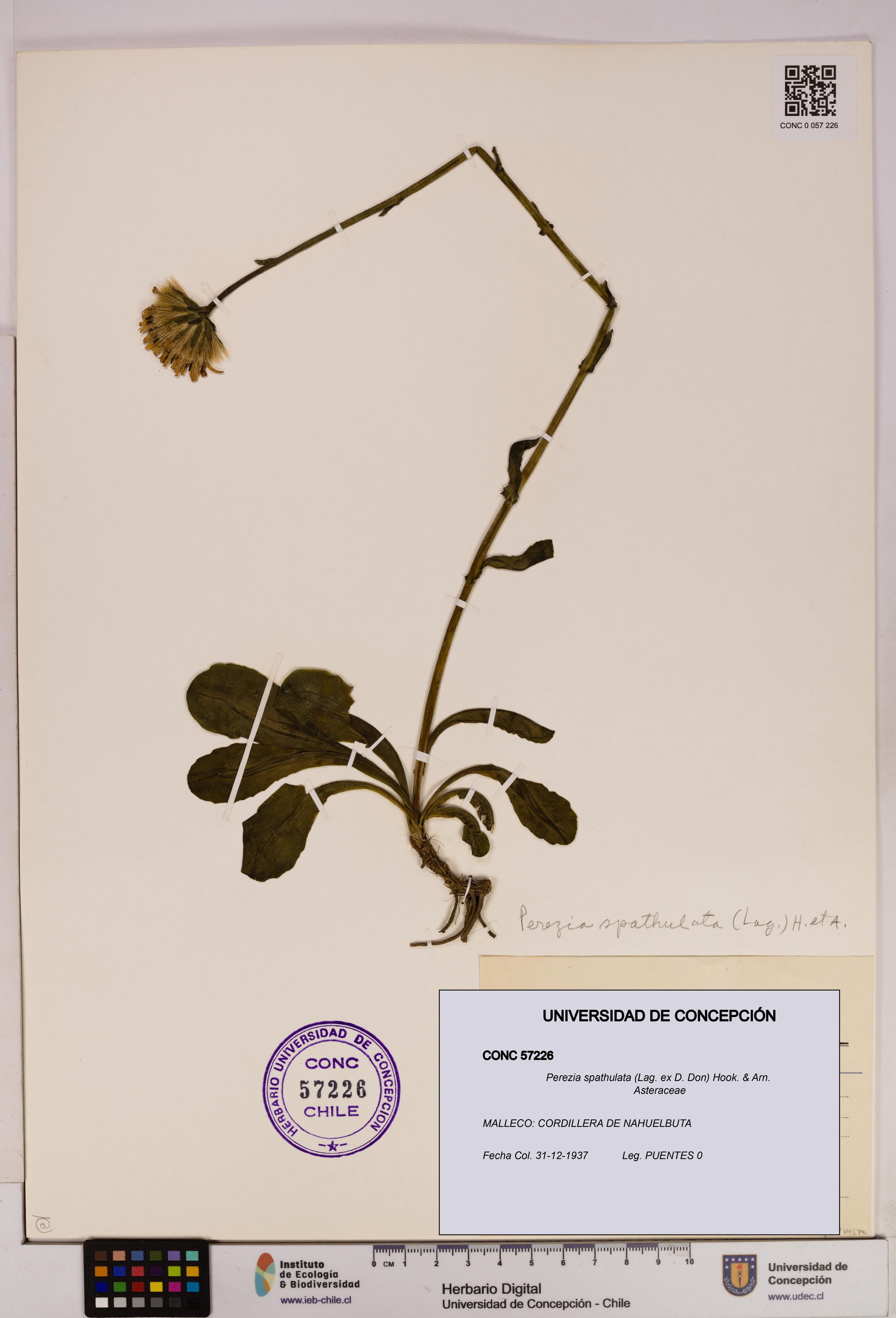 Perezia spathulata [Espécimen: UDEC:CONC:0057226]