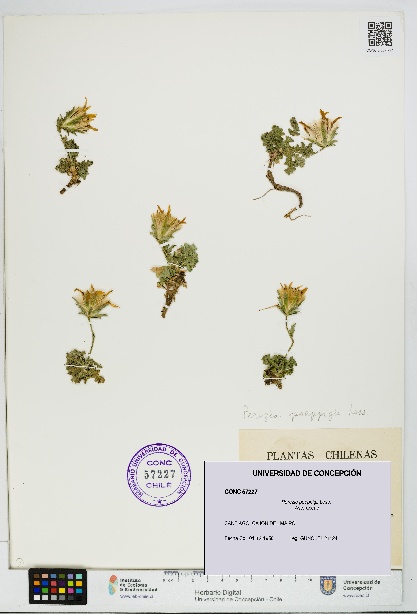 Perezia poeppigii [Espécimen: UDEC:CONC:0057227]