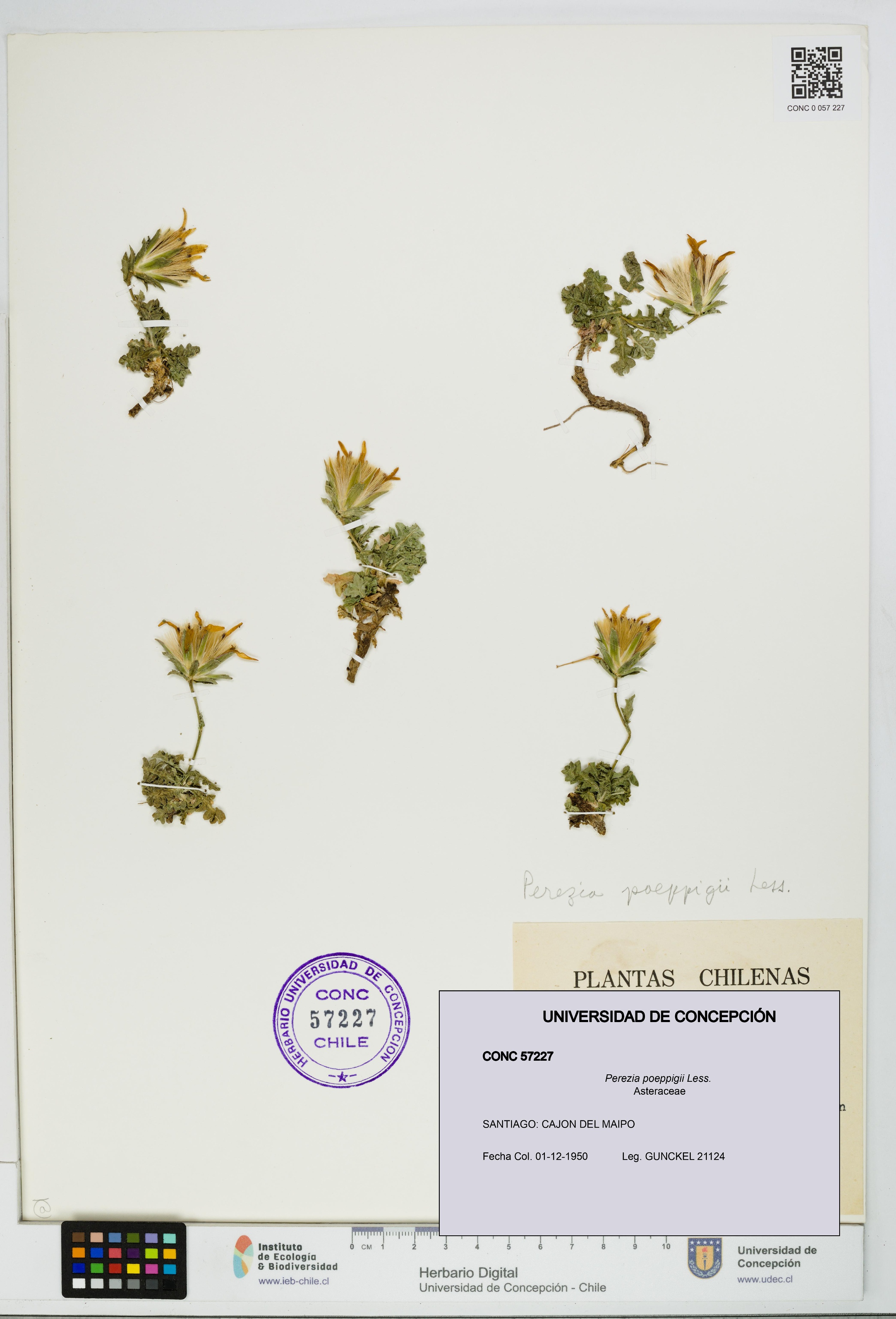 Perezia poeppigii [Espécimen: UDEC:CONC:0057227]