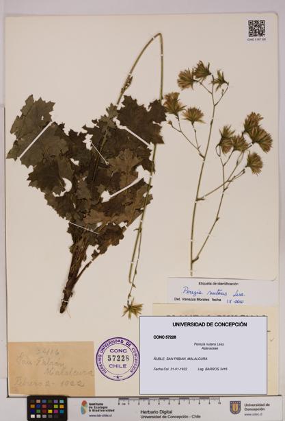 Perezia nutans [Espécimen: UDEC:CONC:0057228]