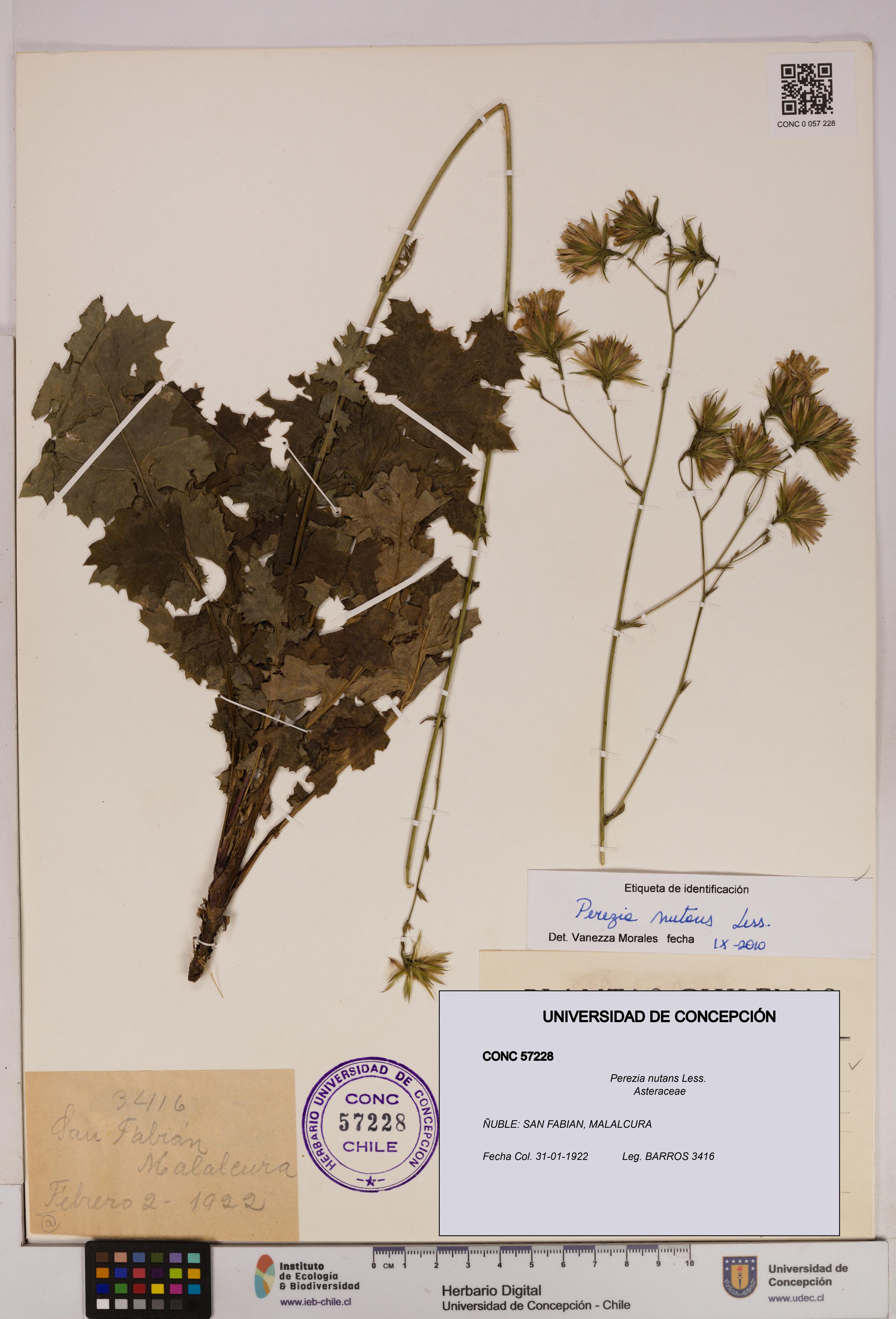 Perezia nutans [Espécimen: UDEC:CONC:0057228]