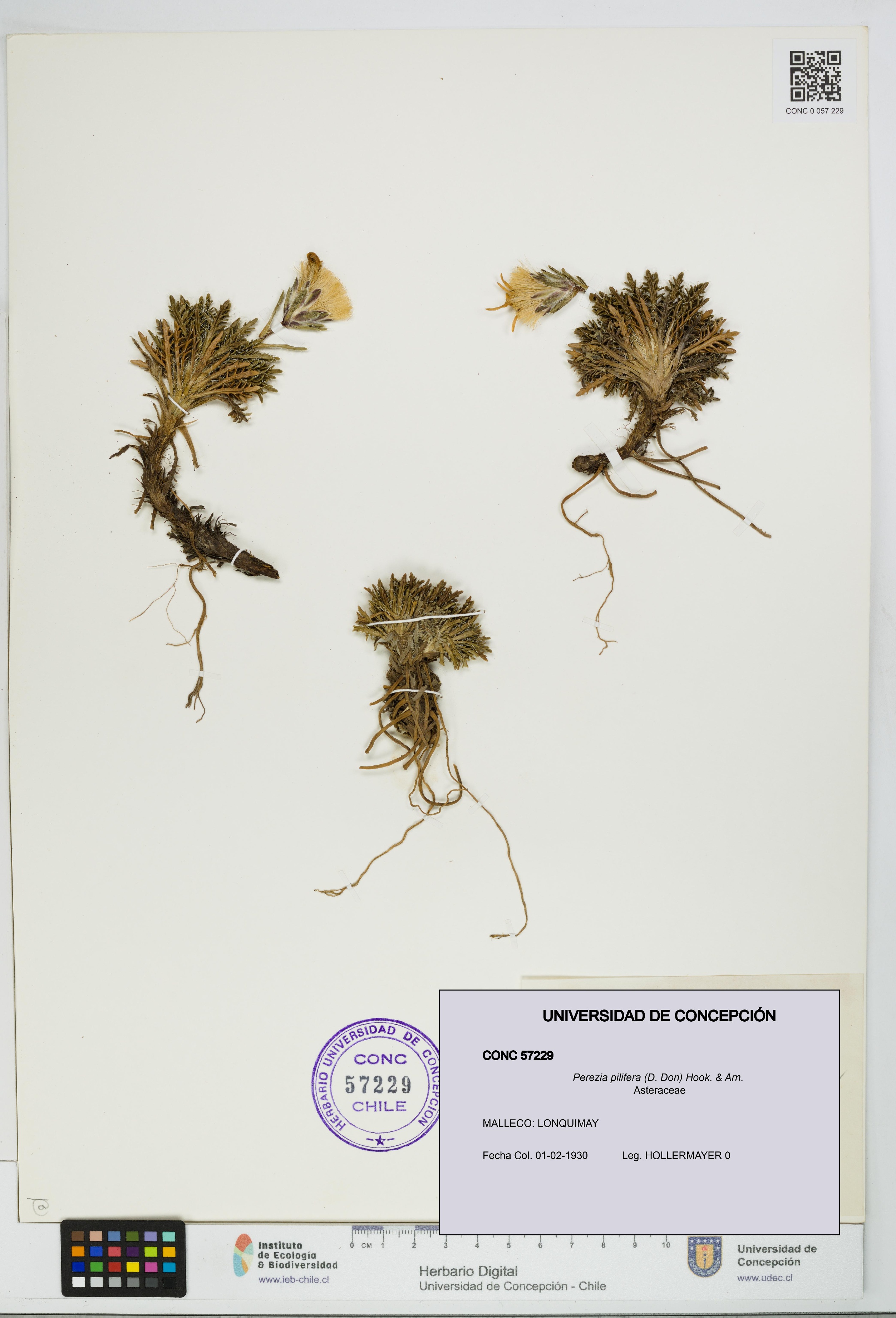 Perezia pilifera [Espécimen: UDEC:CONC:0057229]