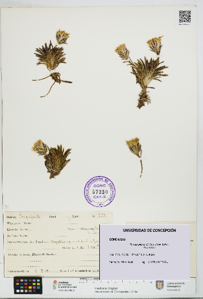 Perezia pilifera [Espécimen: UDEC:CONC:0057230]