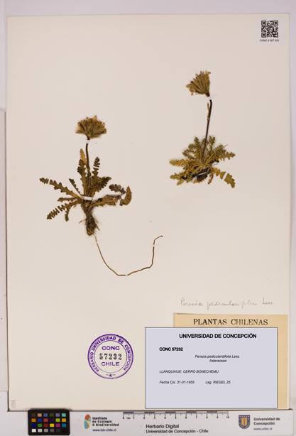 Perezia pedicularidifolia [Espécimen: UDEC:CONC:0057232]