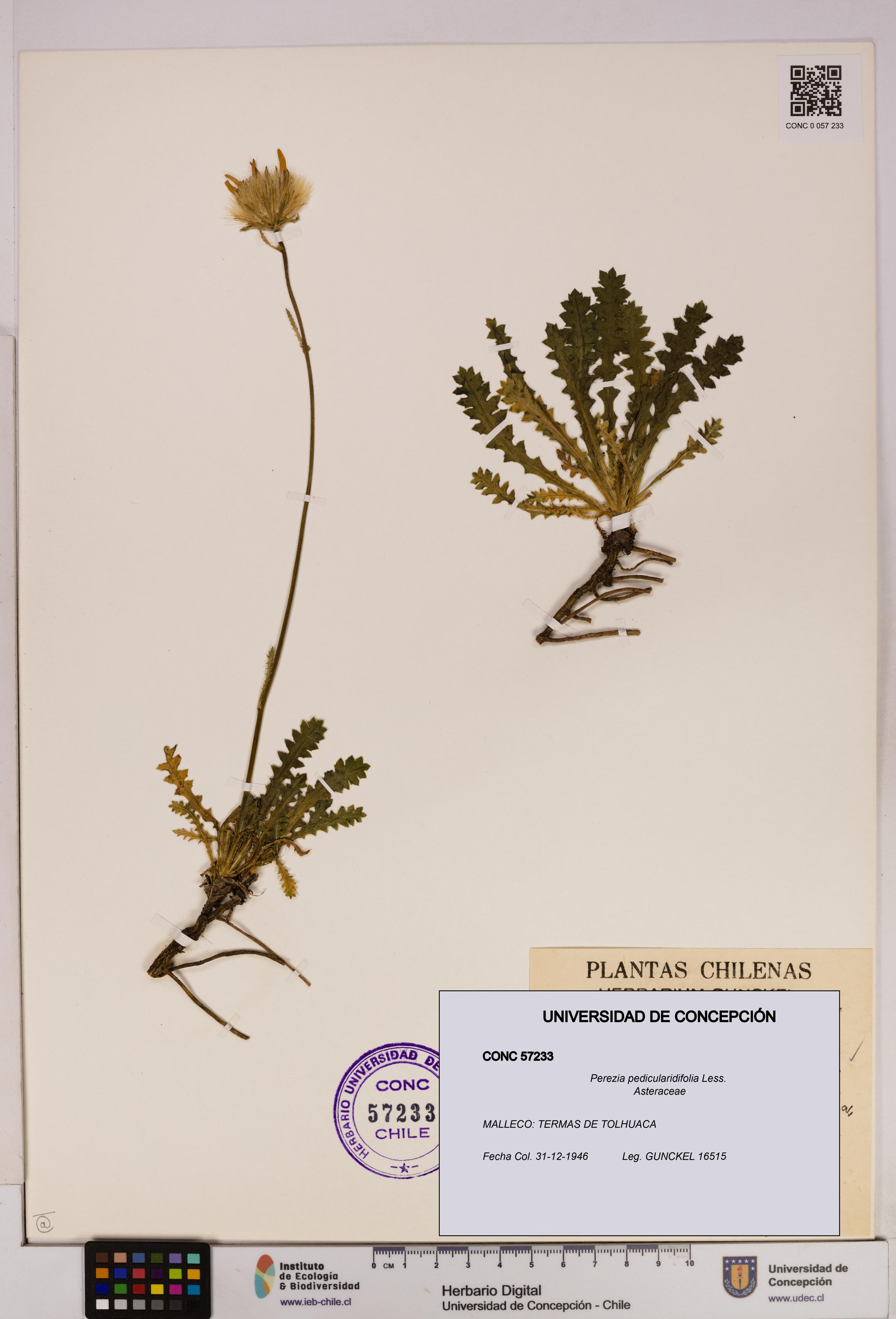 Perezia pedicularidifolia [Espécimen: UDEC:CONC:0057233]