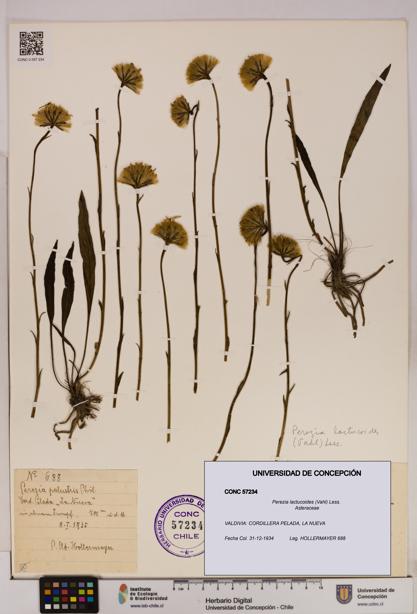 Perezia lactucoides [Espécimen: UDEC:CONC:0057234]