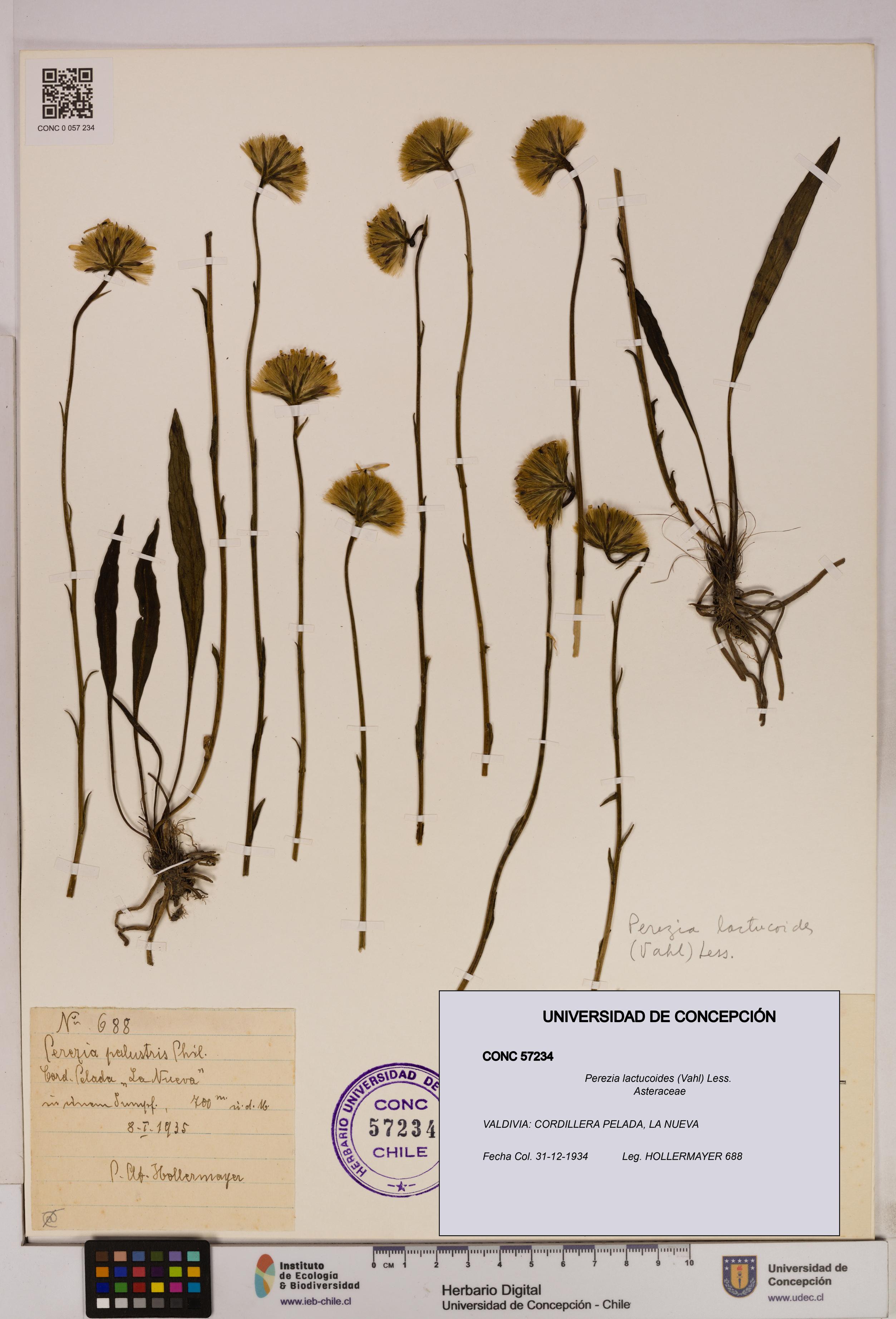 Perezia lactucoides [Espécimen: UDEC:CONC:0057234]