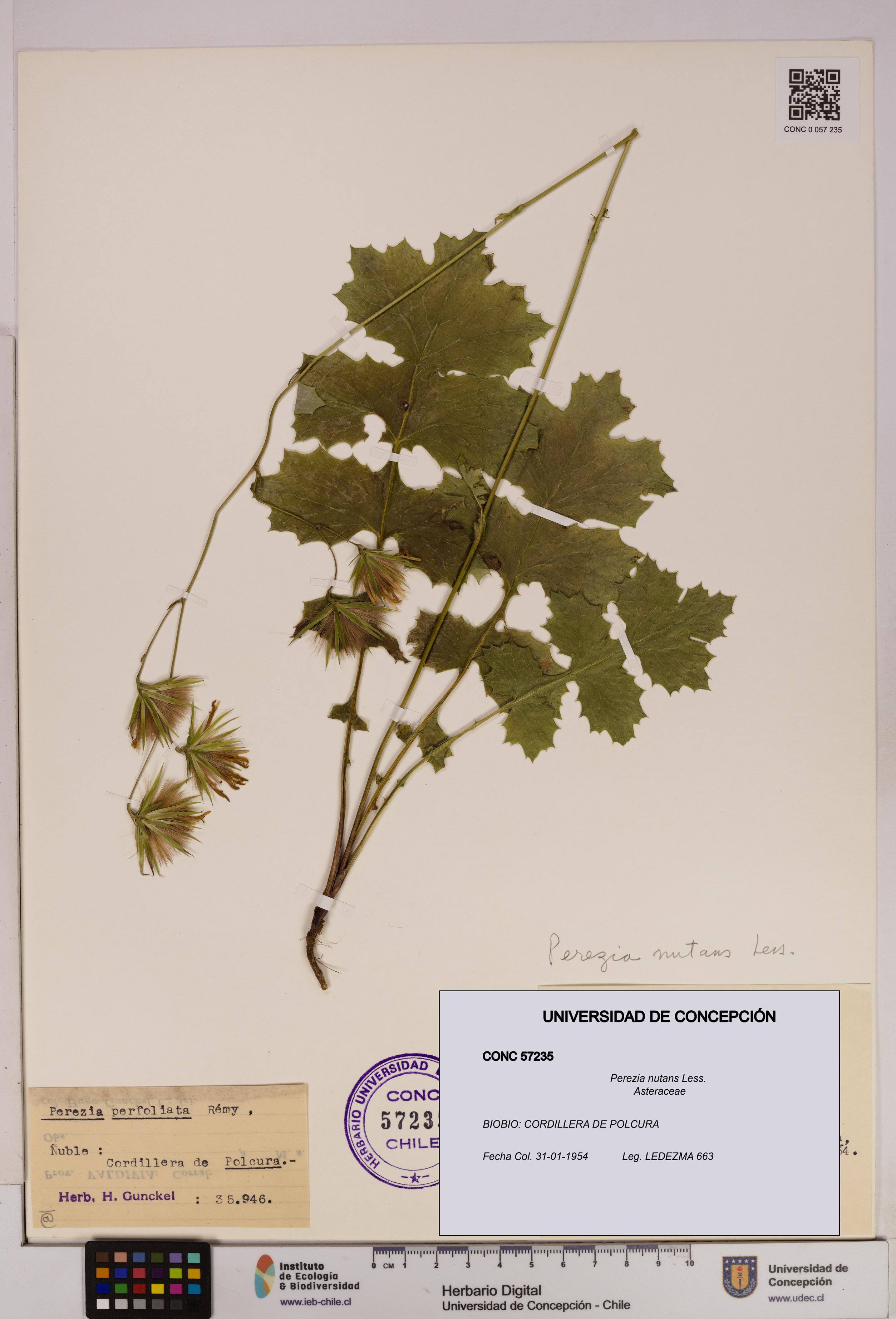 Perezia nutans [Espécimen: UDEC:CONC:0057235]