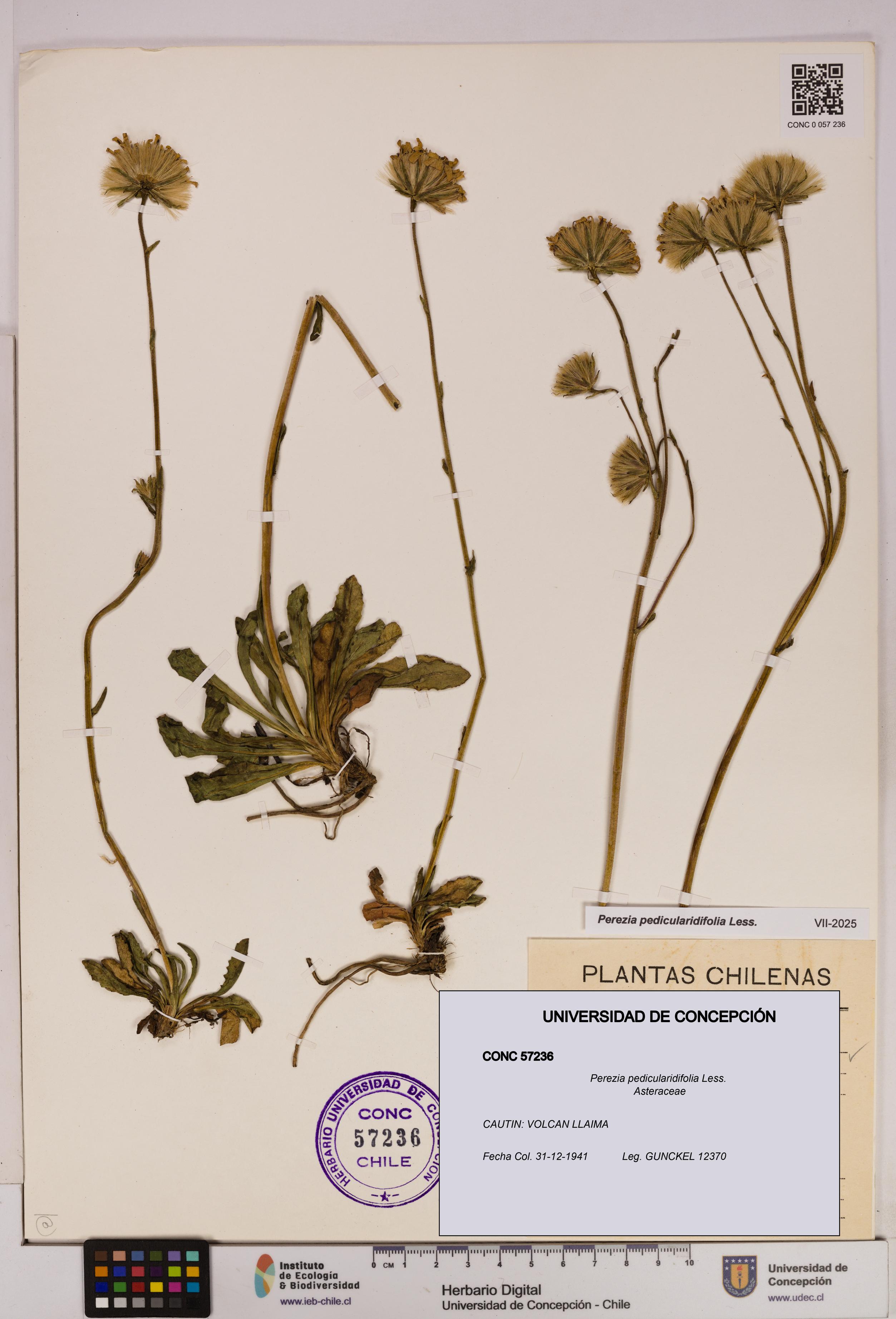 Perezia pedicularidifolia [Espécimen: UDEC:CONC:0057236]