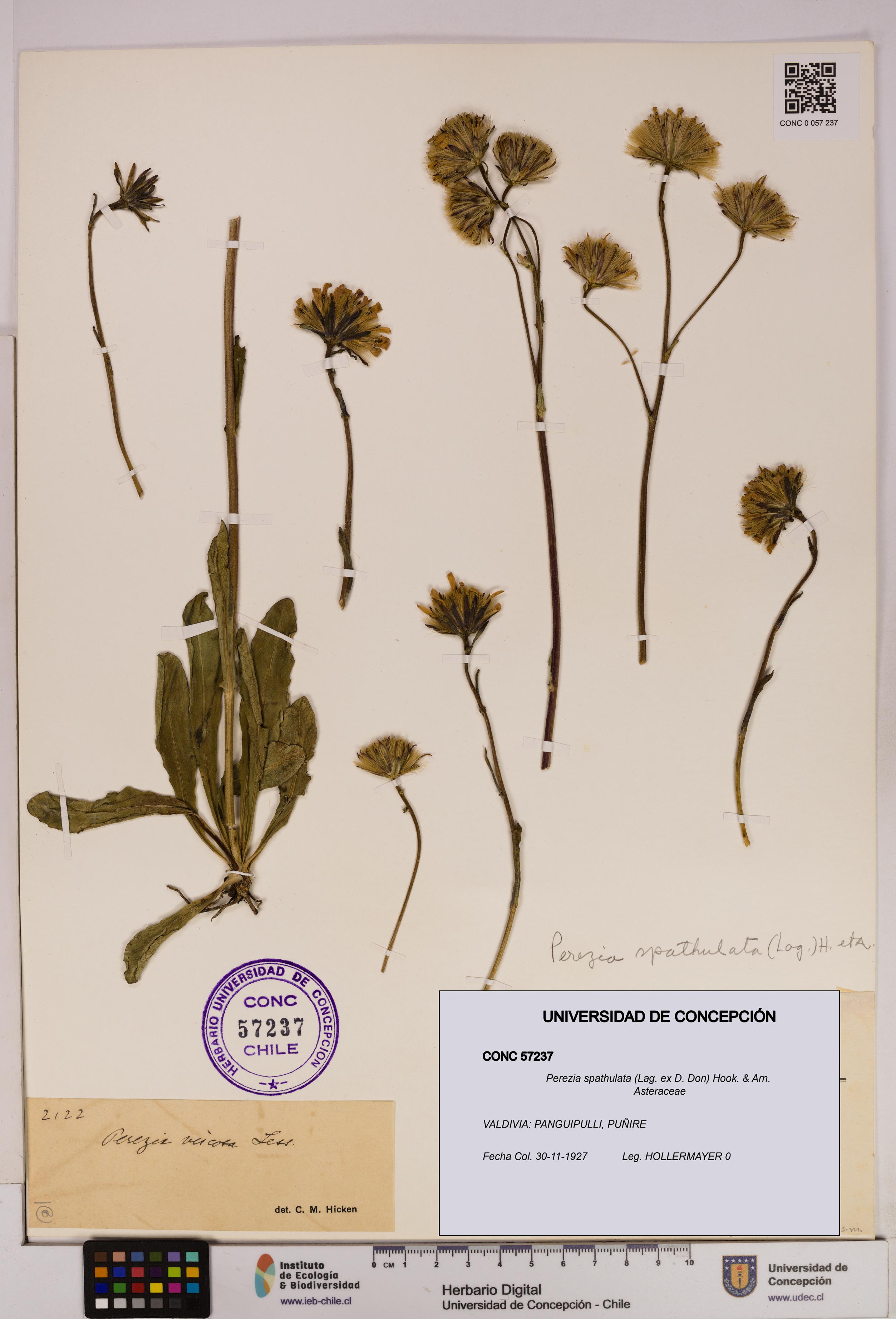 Perezia spathulata [Espécimen: UDEC:CONC:0057237]