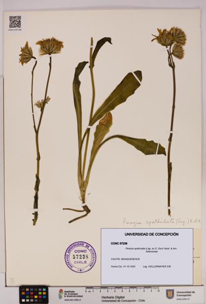 Perezia spathulata [Espécimen: UDEC:CONC:0057238]