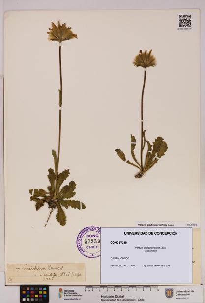 Perezia pedicularidifolia [Espécimen: UDEC:CONC:0057239]