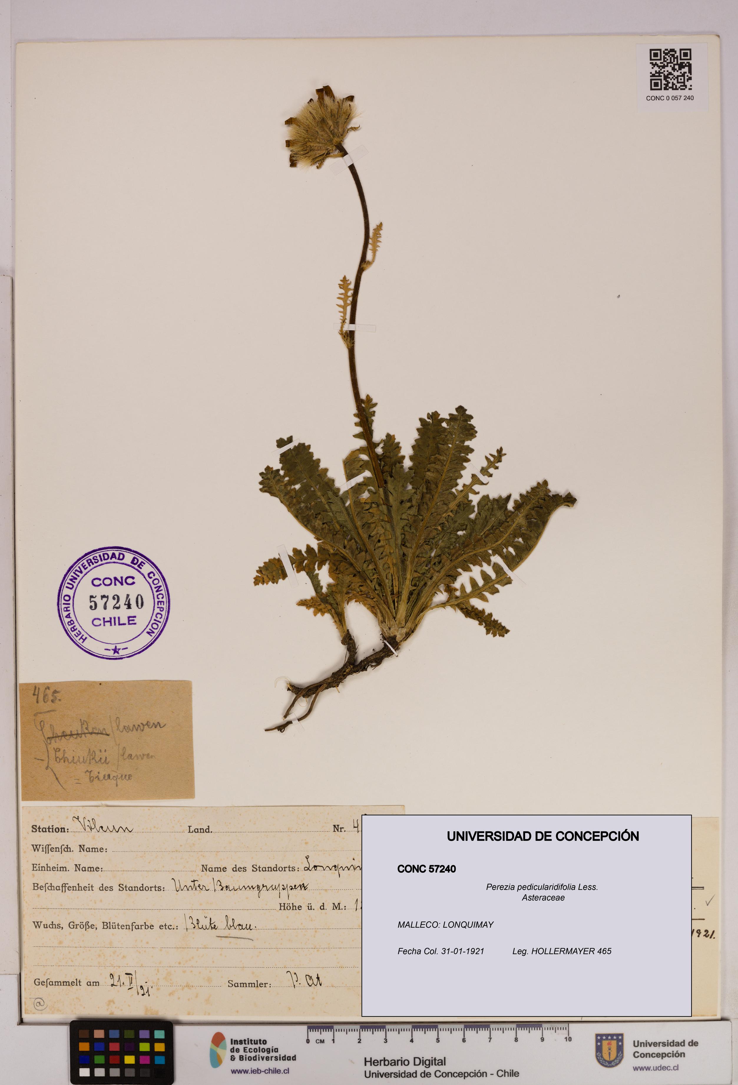 Perezia pedicularidifolia [Espécimen: UDEC:CONC:0057240]