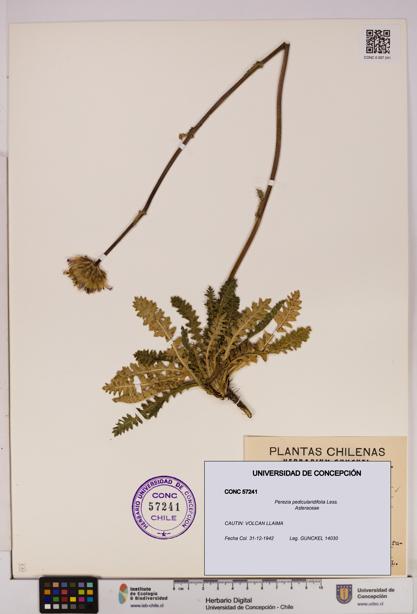Perezia pedicularidifolia [Espécimen: UDEC:CONC:0057241]