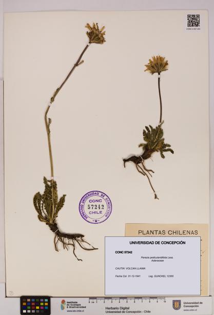 Perezia pedicularidifolia [Espécimen: UDEC:CONC:0057242]