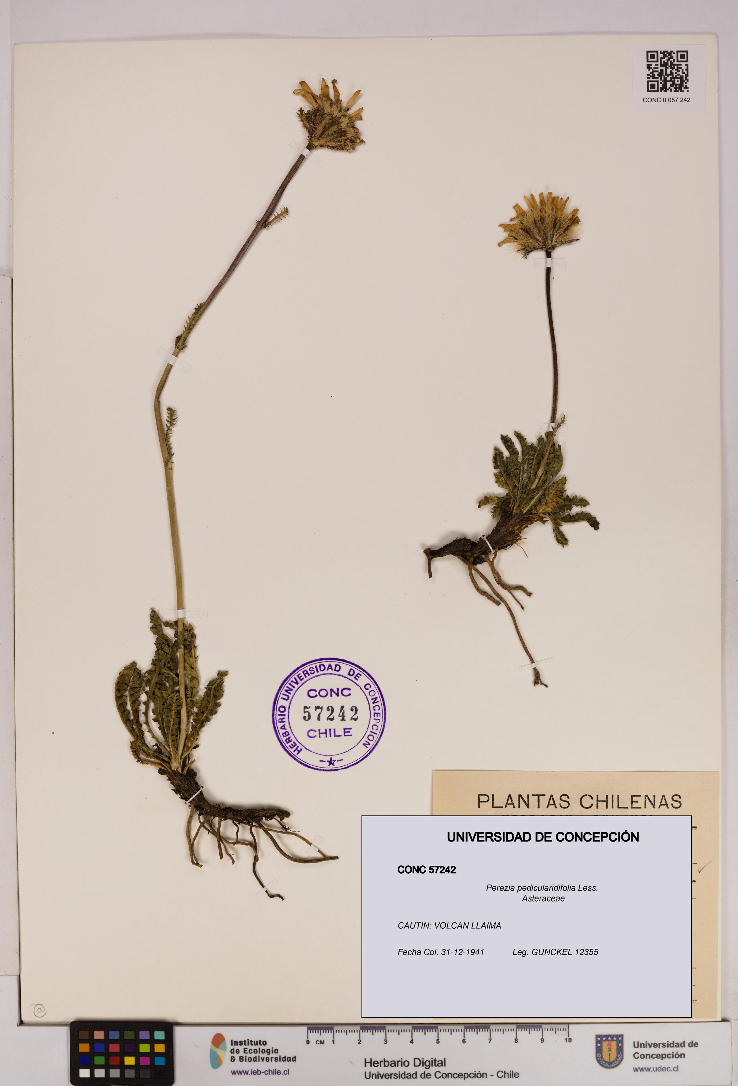 Perezia pedicularidifolia [Espécimen: UDEC:CONC:0057242]