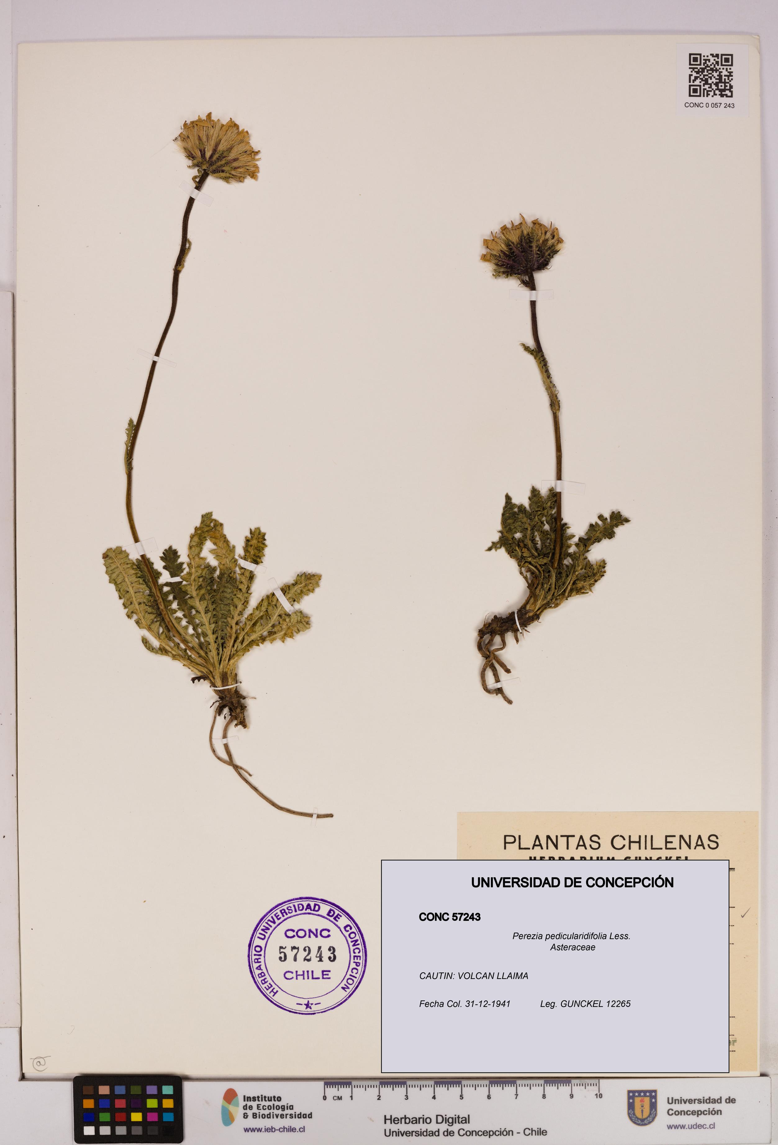 Perezia pedicularidifolia [Espécimen: UDEC:CONC:0057243]