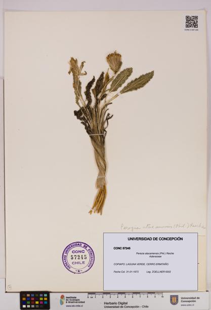 Perezia atacamensis [Espécimen: UDEC:CONC:0057245]