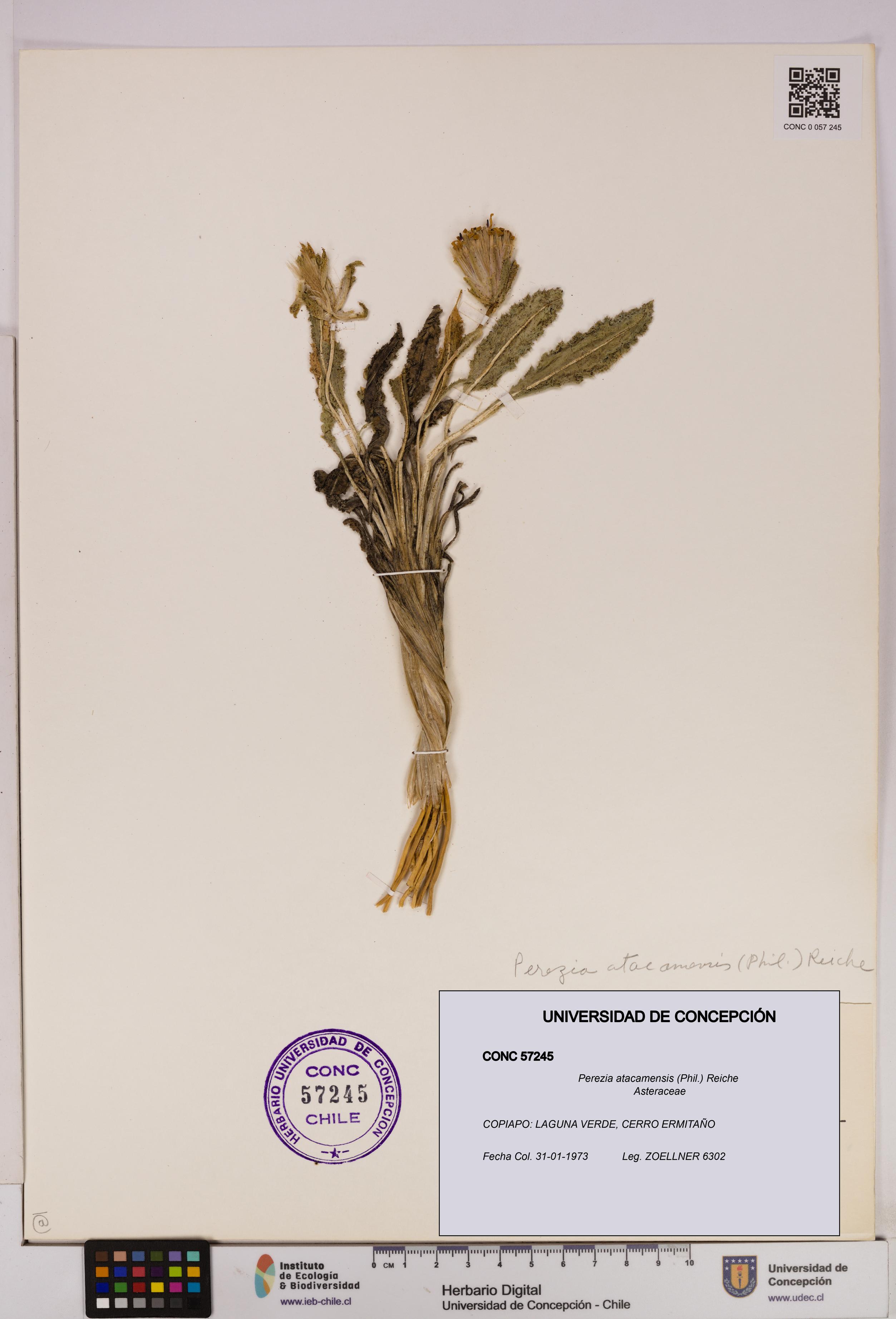 Perezia atacamensis [Espécimen: UDEC:CONC:0057245]