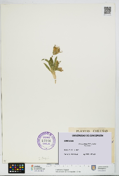 Perezia ciliosa [Espécimen: UDEC:CONC:0057246]