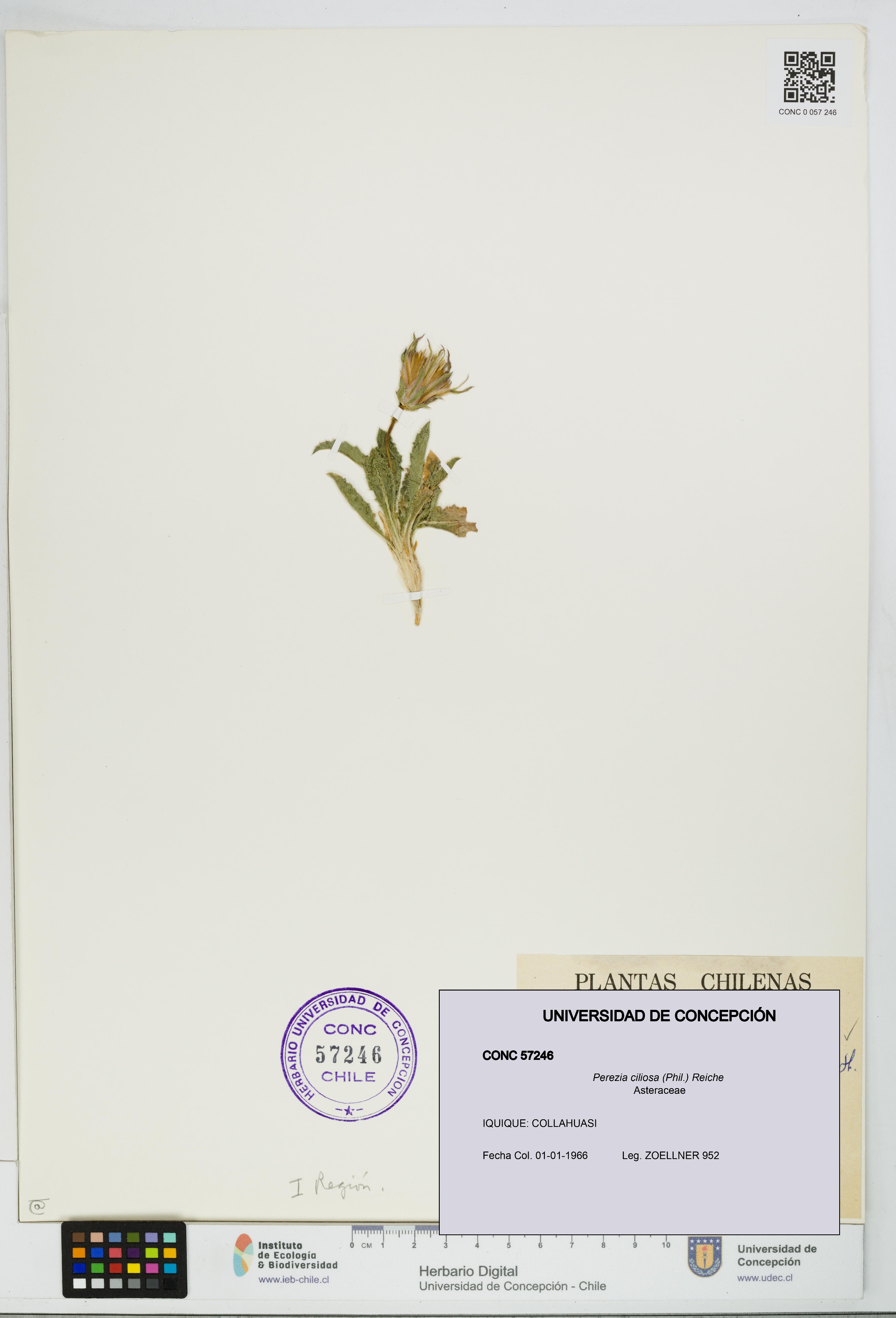 Perezia ciliosa [Espécimen: UDEC:CONC:0057246]