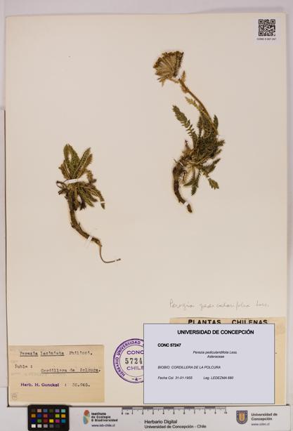 Perezia pedicularidifolia [Espécimen: UDEC:CONC:0057247]