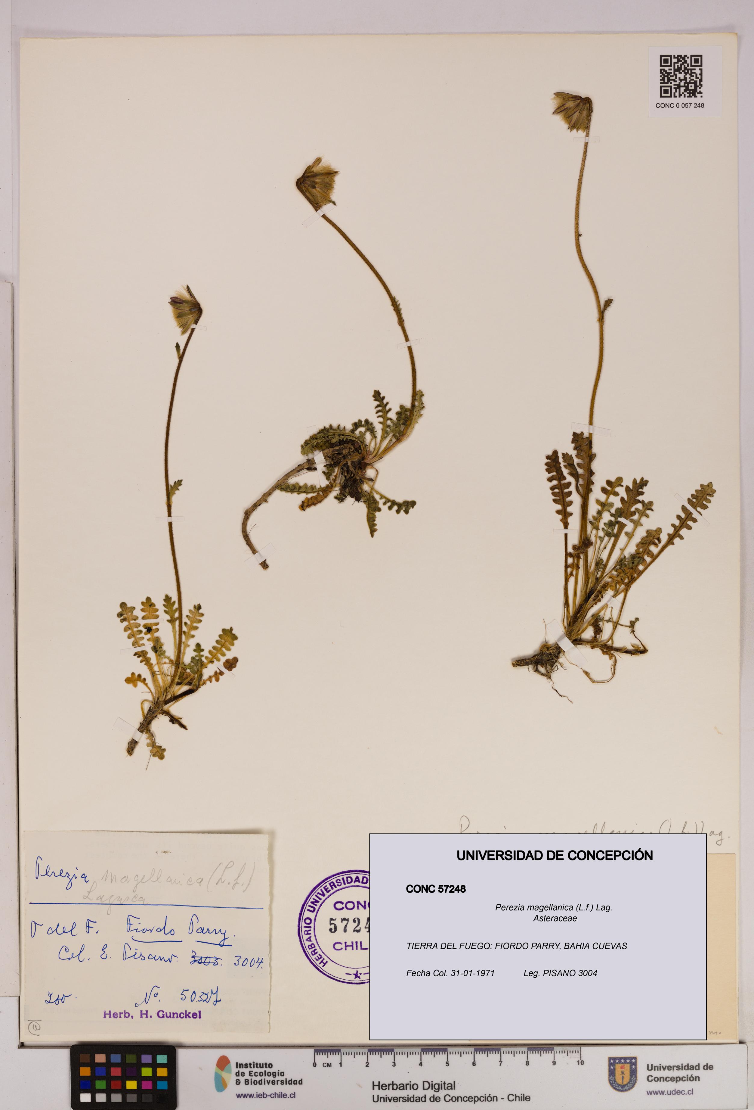 Perezia magellanica [Espécimen: UDEC:CONC:0057248]