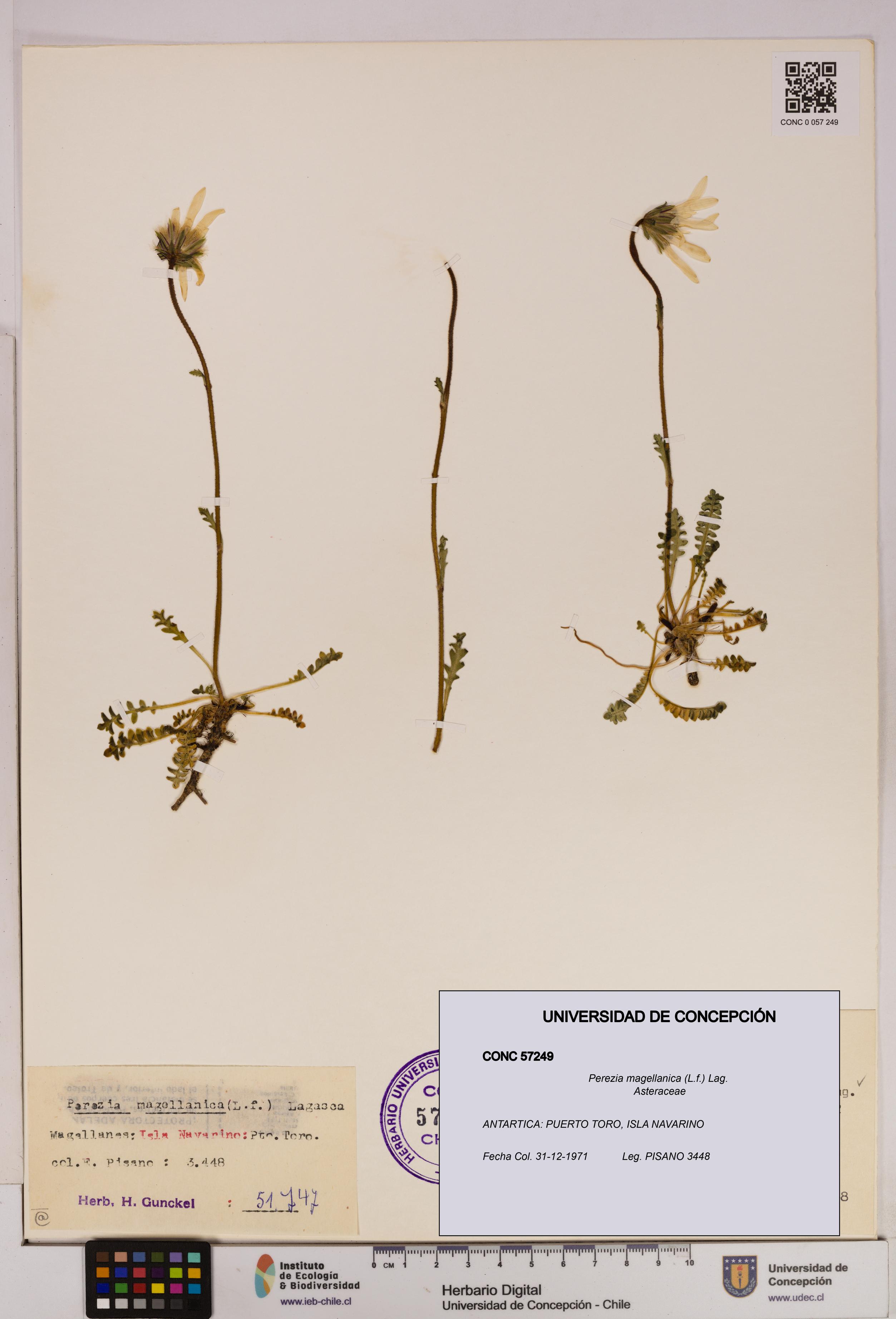Perezia magellanica [Espécimen: UDEC:CONC:0057249]
