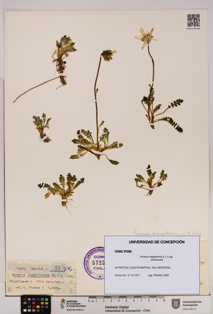 Perezia magellanica [Espécimen: UDEC:CONC:0057250]