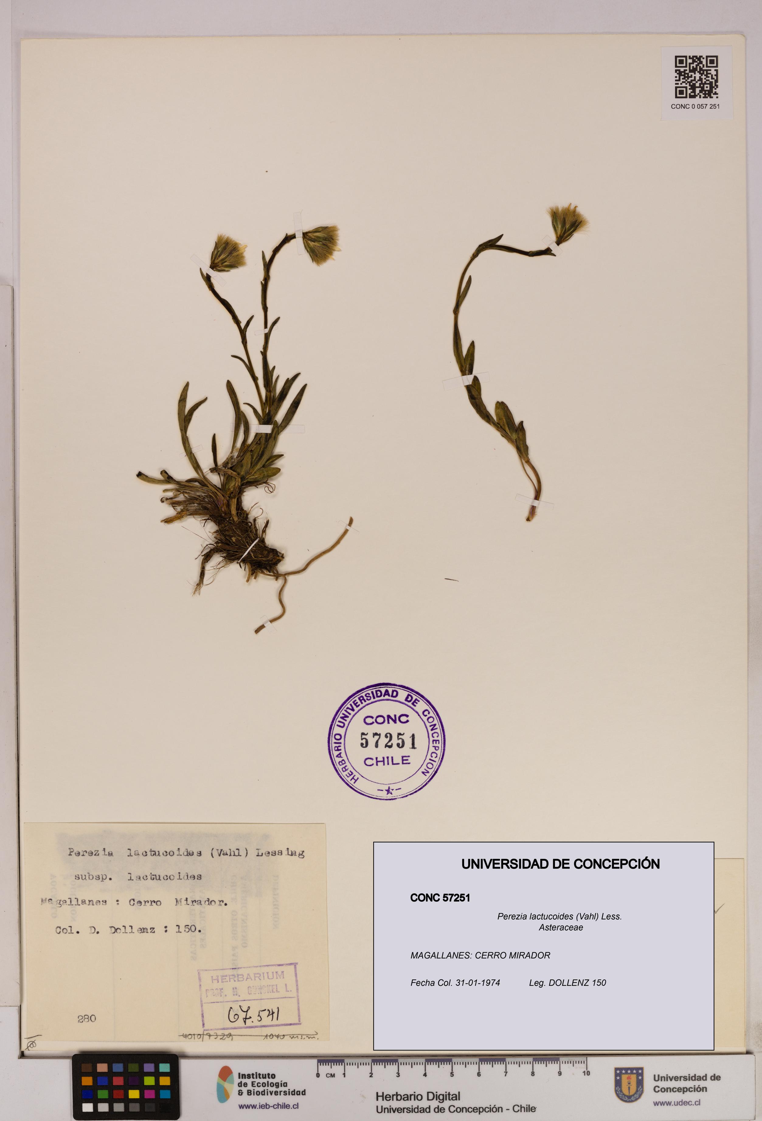 Perezia lactucoides [Espécimen: UDEC:CONC:0057251]