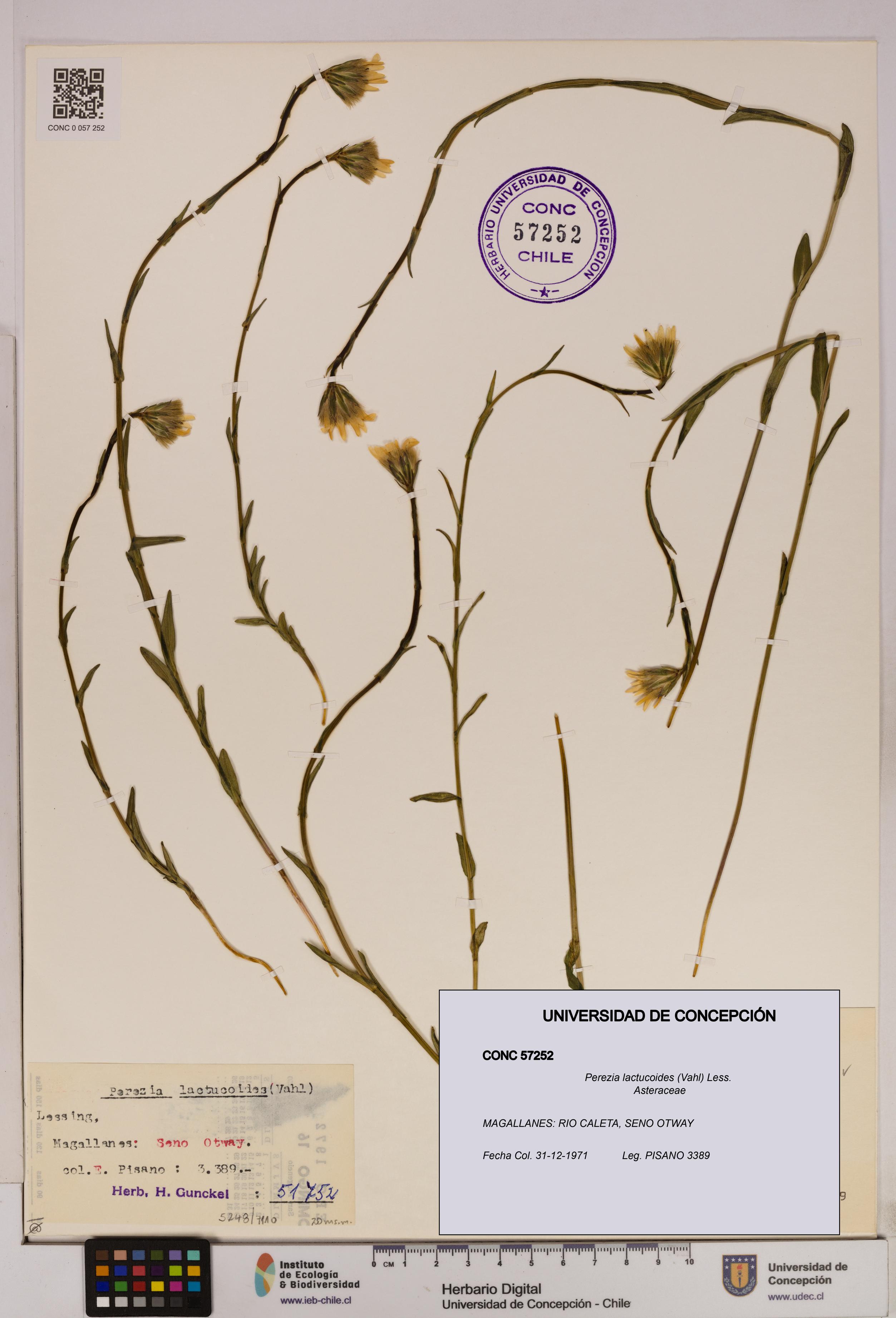 Perezia lactucoides [Espécimen: UDEC:CONC:0057252]