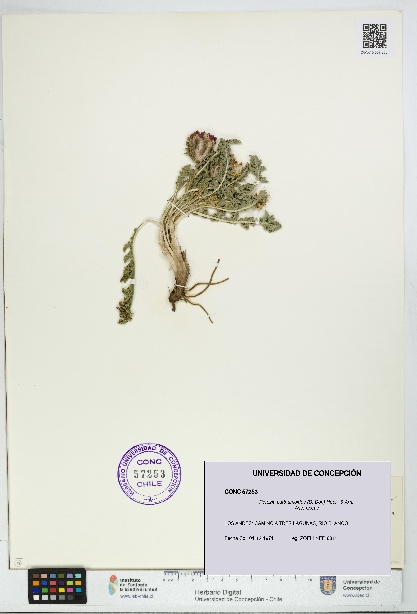 Perezia carthamoides [Espécimen: UDEC:CONC:0057253]