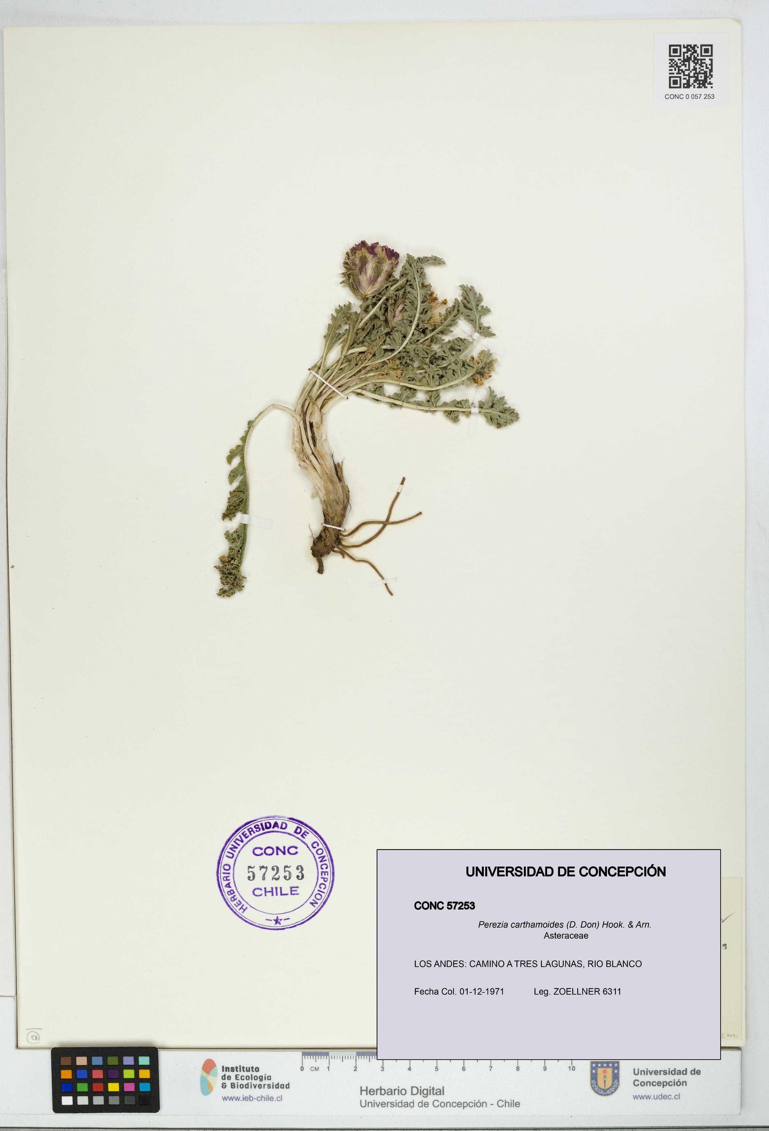 Perezia carthamoides [Espécimen: UDEC:CONC:0057253]