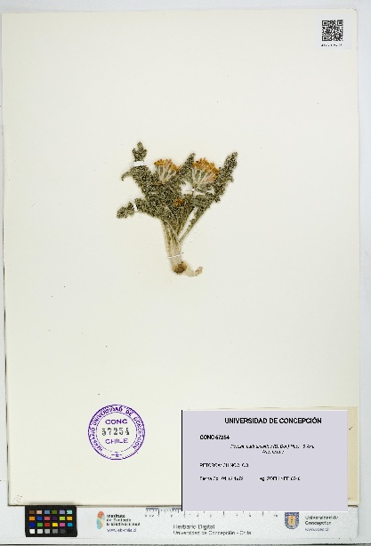 Perezia carthamoides [Espécimen: UDEC:CONC:0057254]