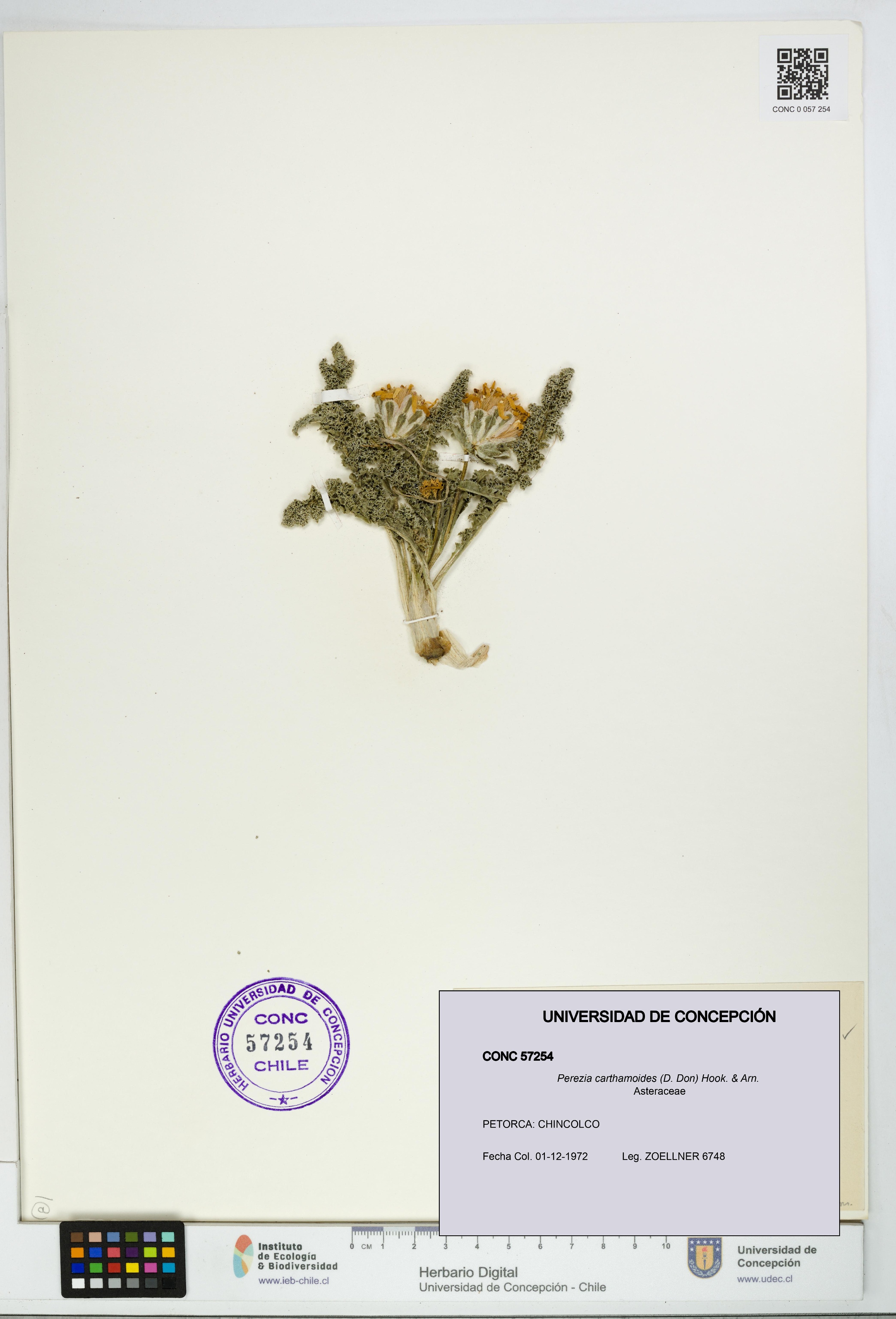Perezia carthamoides [Espécimen: UDEC:CONC:0057254]