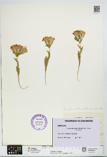 Perezia carthamoides [Espécimen: UDEC:CONC:0057255]