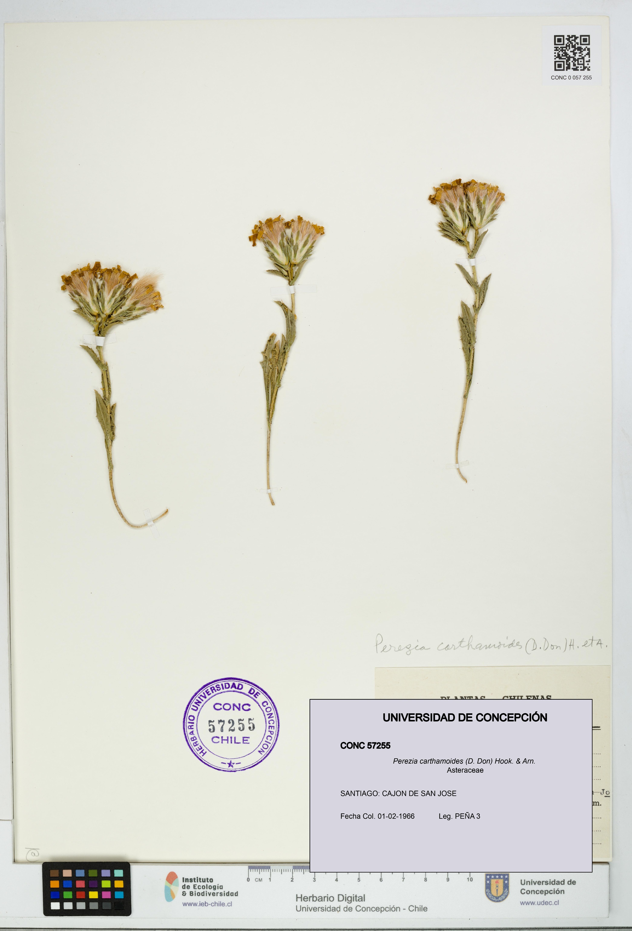 Perezia carthamoides [Espécimen: UDEC:CONC:0057255]