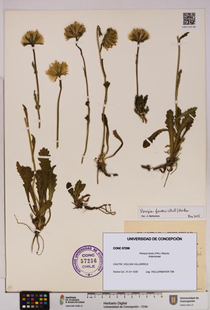 Perezia fonkii [Espécimen: UDEC:CONC:0057256]