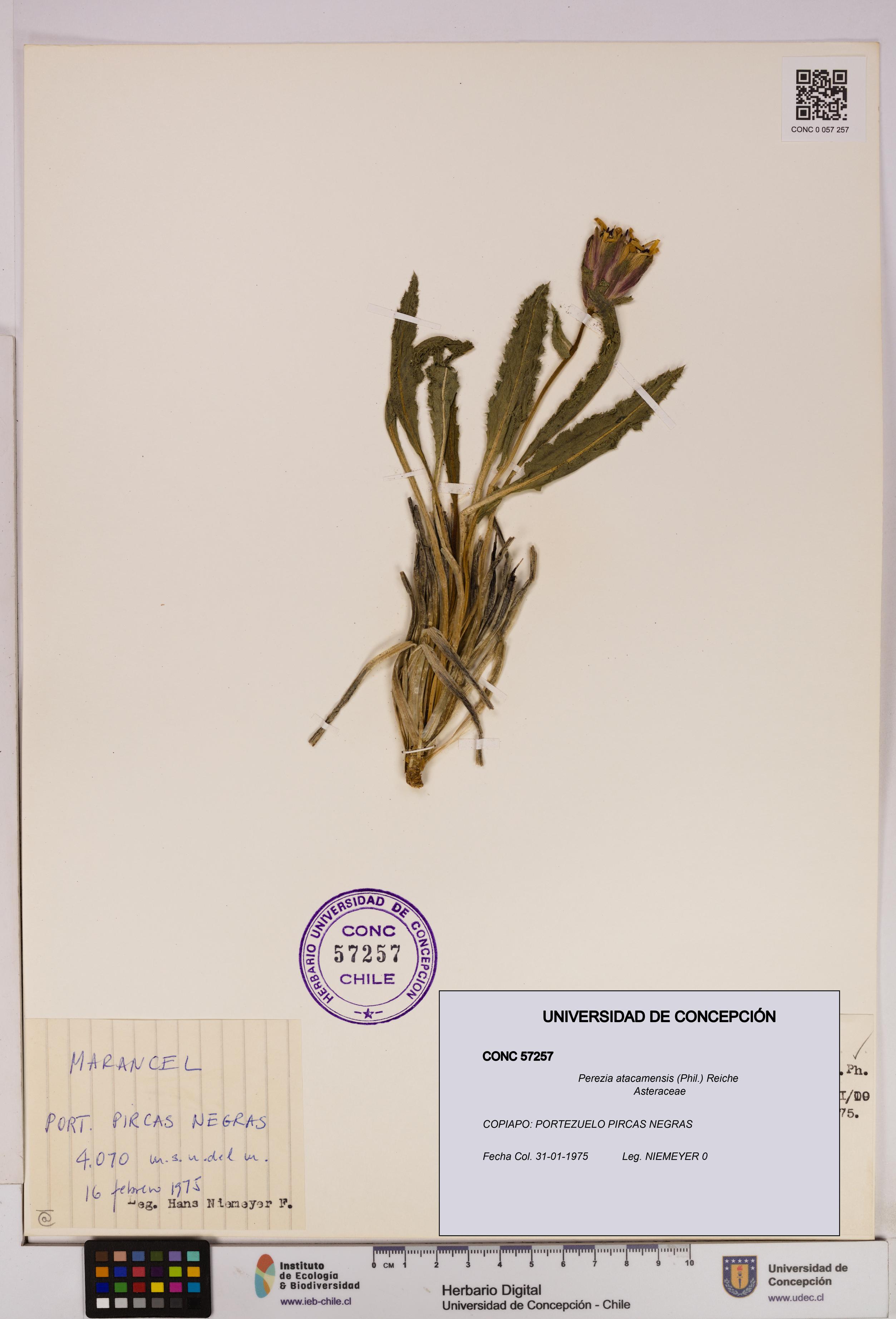 Perezia atacamensis [Espécimen: UDEC:CONC:0057257]