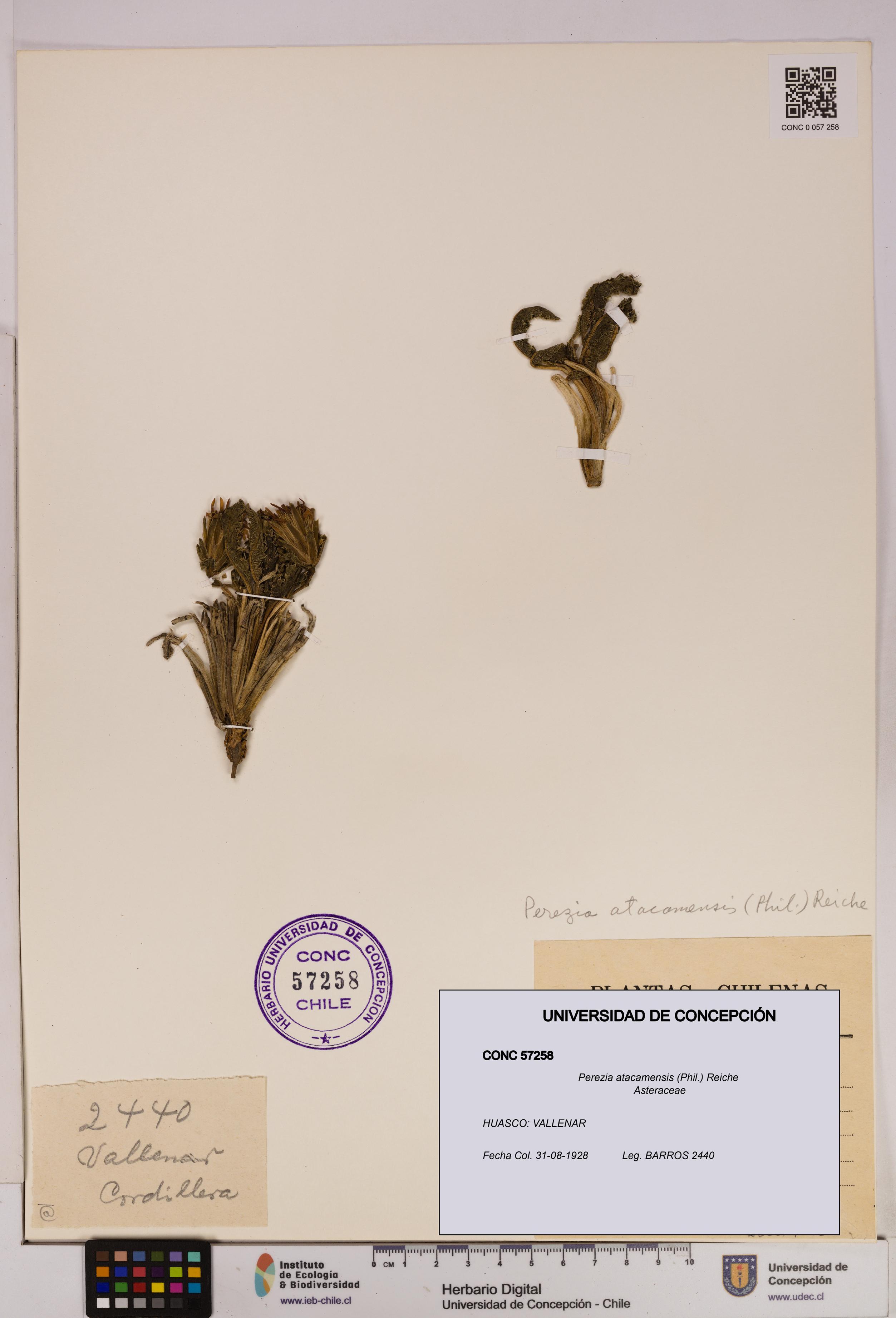 Perezia atacamensis [Espécimen: UDEC:CONC:0057258]