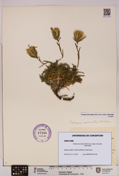 Perezia recurvata subsp. recurvata [Espécimen: UDEC:CONC:0057260]