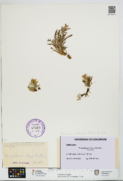 Perezia pilifera [Espécimen: UDEC:CONC:0057261]