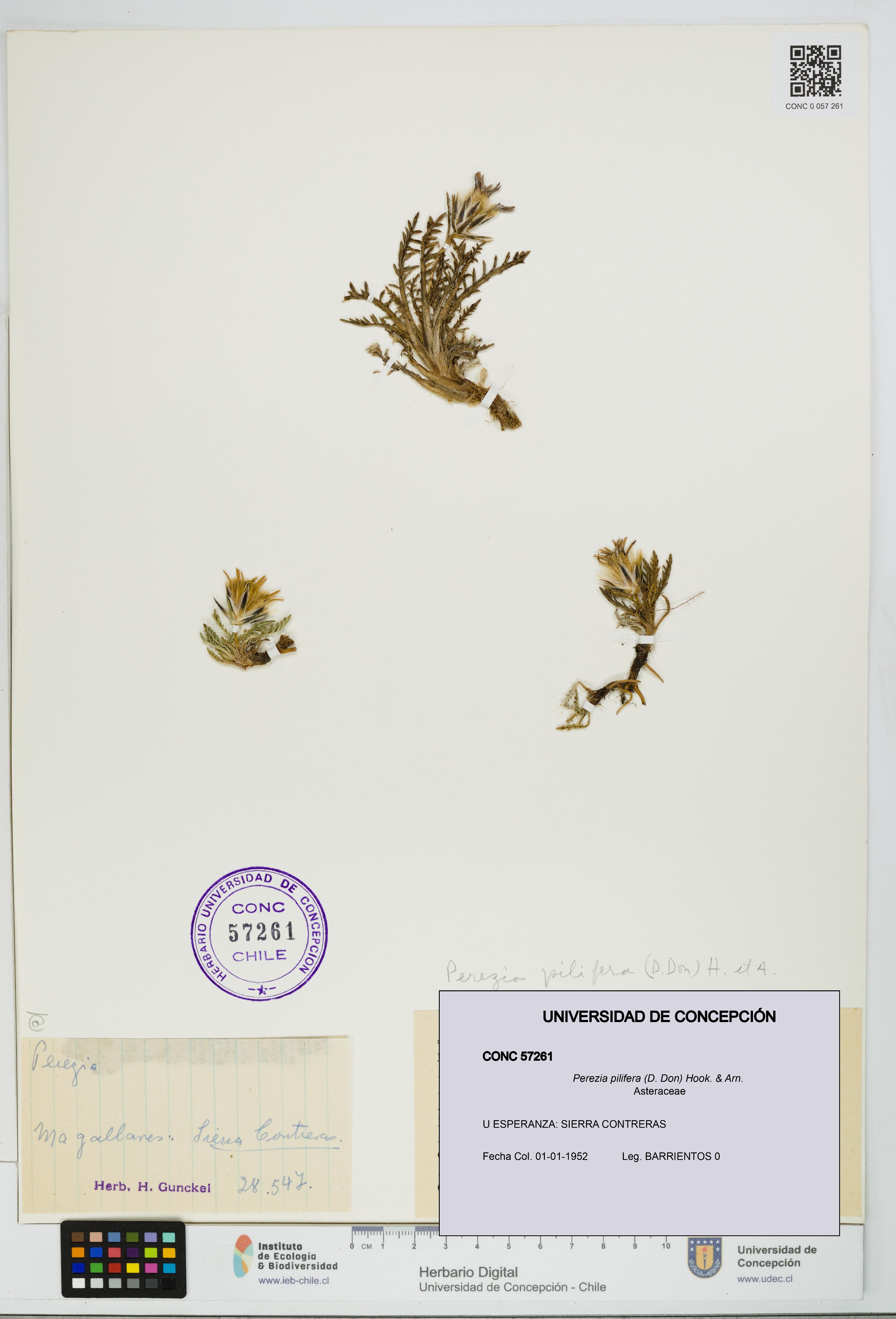 Perezia pilifera [Espécimen: UDEC:CONC:0057261]