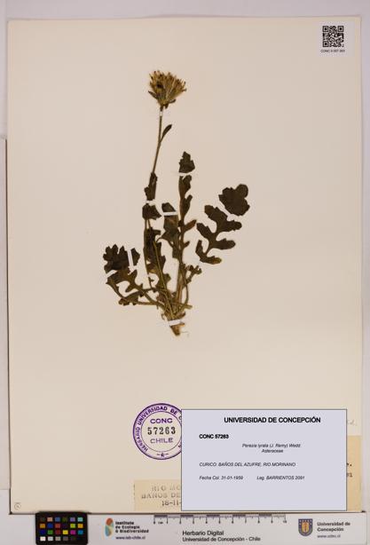 Perezia lyrata [Espécimen: UDEC:CONC:0057263]