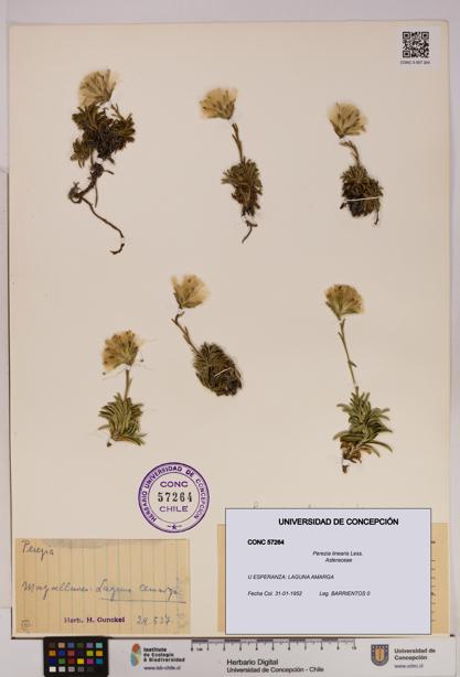 Perezia linearis [Espécimen: UDEC:CONC:0057264]