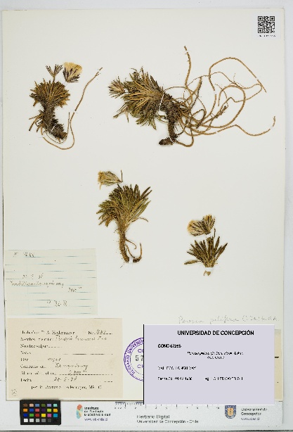 Perezia pilifera [Espécimen: UDEC:CONC:0057265]